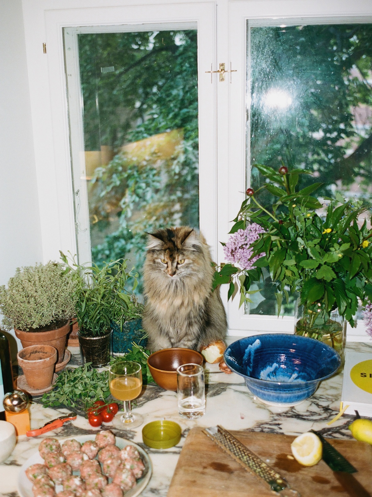 Cat in kitchen window